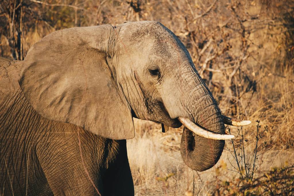Voyage en zambie : itinéraire de 10 jours entre nature et rencontres authentiques